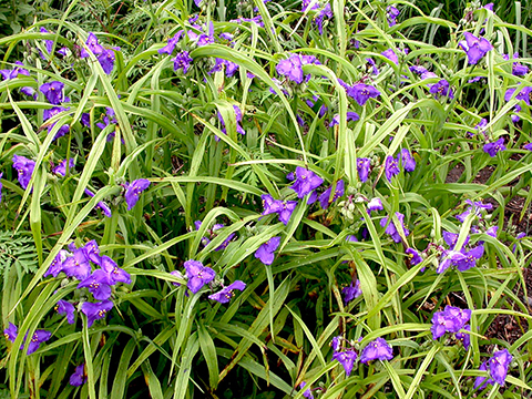 Tracewscantia ohioensis